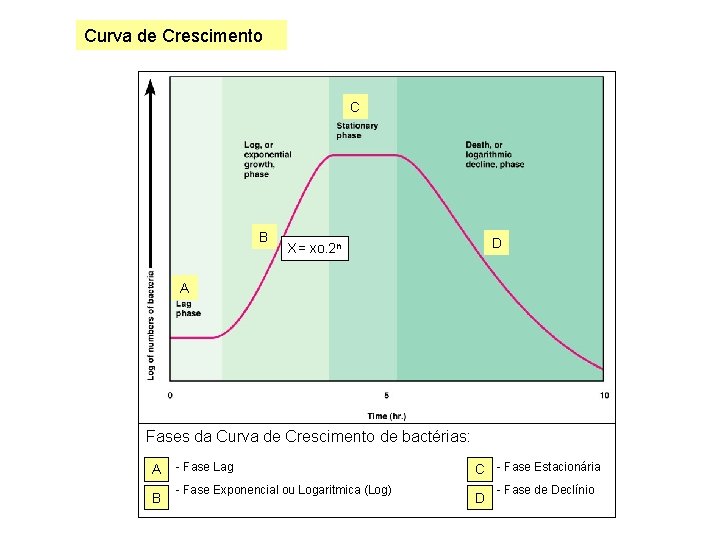 Curva de Crescimento C B D X= xo. 2 n A Fases da Curva