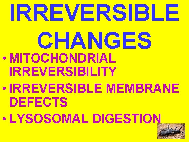 IRREVERSIBLE CHANGES • MITOCHONDRIAL IRREVERSIBILITY • IRREVERSIBLE MEMBRANE DEFECTS • LYSOSOMAL DIGESTION 