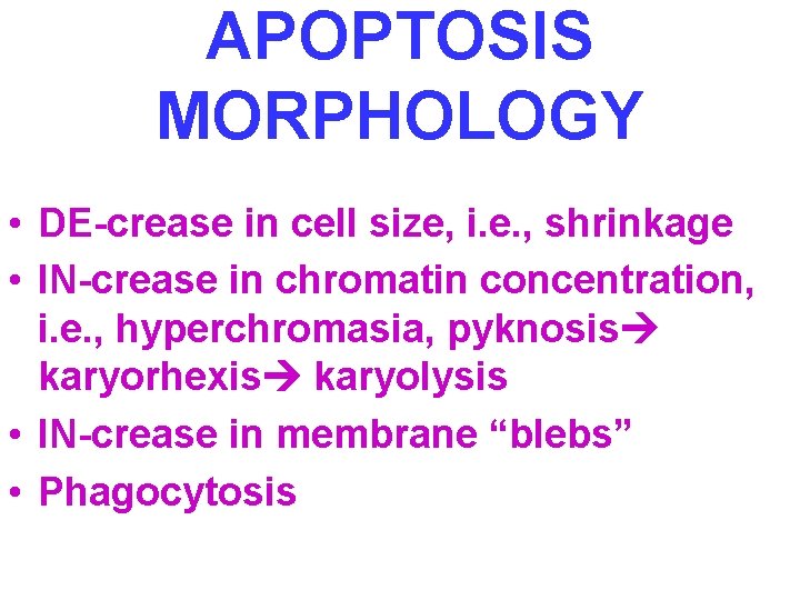 APOPTOSIS MORPHOLOGY • DE-crease in cell size, i. e. , shrinkage • IN-crease in