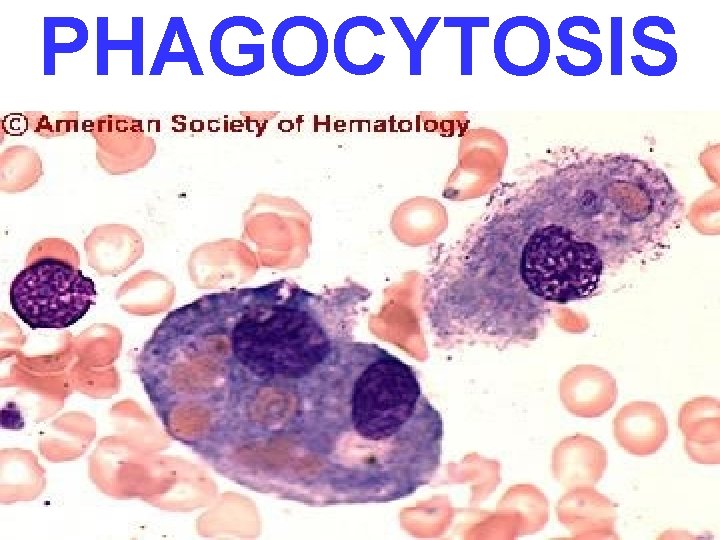 PHAGOCYTOSIS 