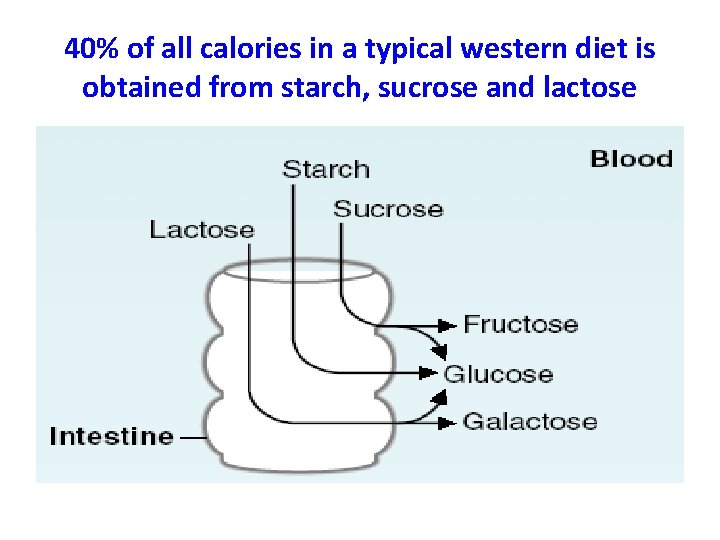 40% of all calories in a typical western diet is obtained from starch, sucrose