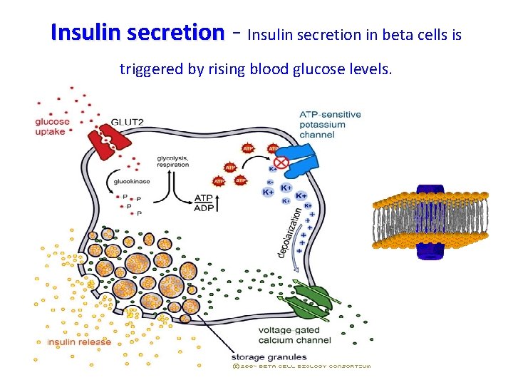 Insulin secretion - Insulin secretion in beta cells is triggered by rising blood glucose