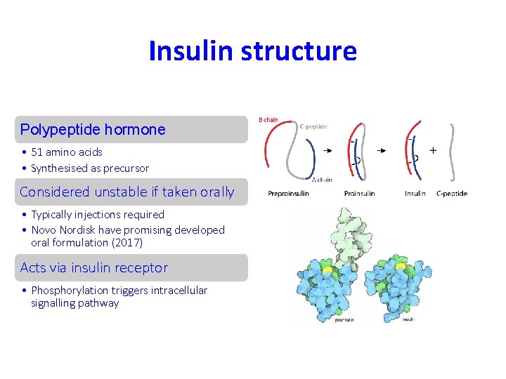Insulin structure Polypeptide hormone • 51 amino acids • Synthesised as precursor Considered unstable