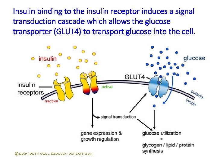 Insulin binding to the insulin receptor induces a signal transduction cascade which allows the