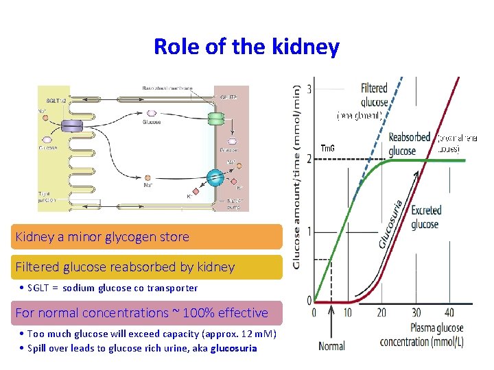 Role of the kidney Kidney a minor glycogen store Filtered glucose reabsorbed by kidney