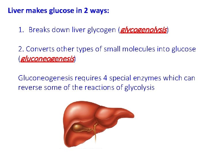 Liver makes glucose in 2 ways: 1. Breaks down liver glycogen (glycogenolysis) 2. Converts