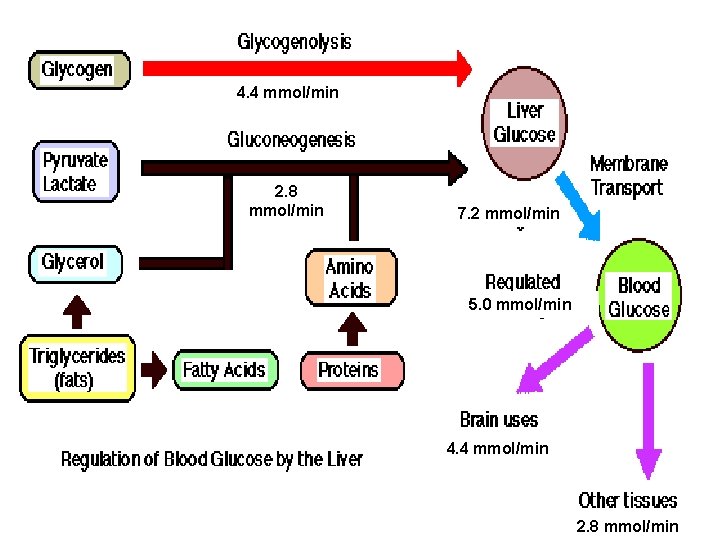 4. 4 mmol/min 2. 8 mmol/min 7. 2 mmol/min 5. 0 mmol/min 4. 4