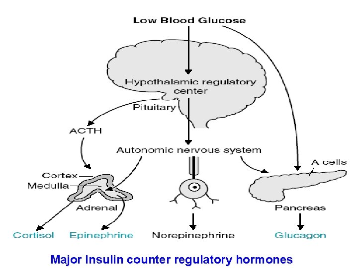 Major Insulin counter regulatory hormones 