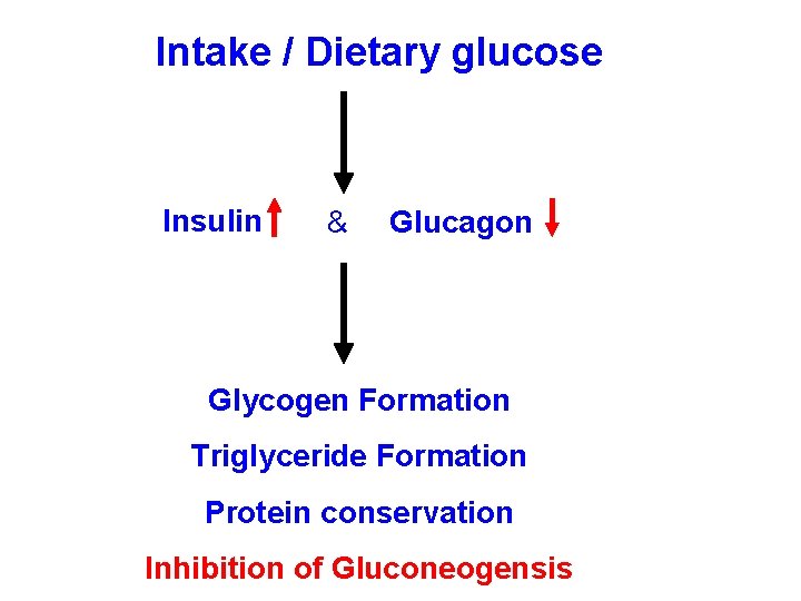 Intake / Dietary glucose Insulin & Glucagon Glycogen Formation Triglyceride Formation Protein conservation Inhibition