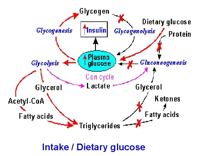 Intake / Dietary glucose 