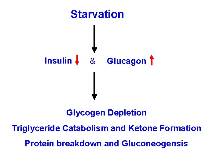 Starvation Insulin & Glucagon Glycogen Depletion Triglyceride Catabolism and Ketone Formation Protein breakdown and