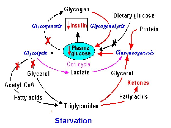 Starvation 