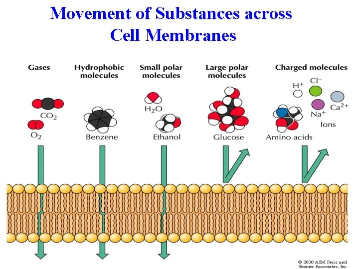 Movement of Substances across Cell Membranes 