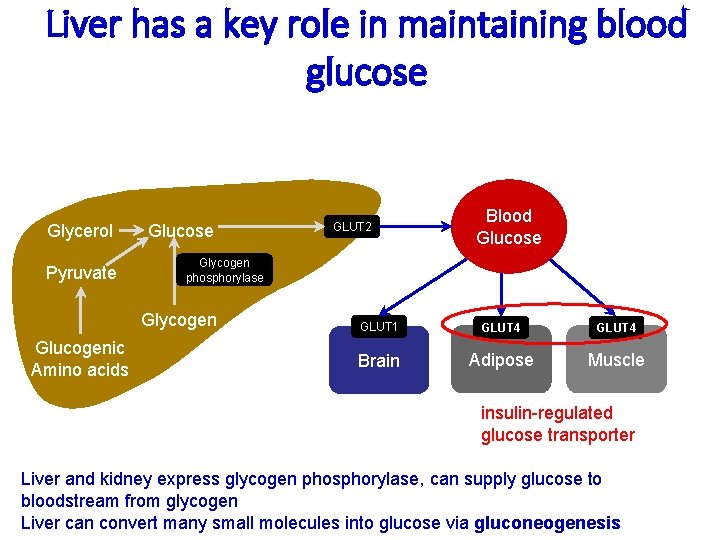 Liver has a key role in maintaining blood glucose Glycerol Pyruvate Glucose Blood Glucose