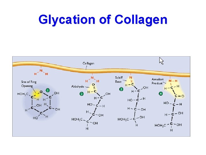 Glycation of Collagen 