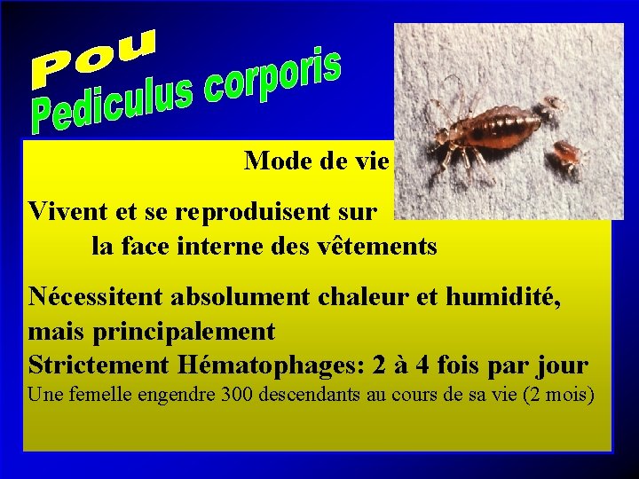 Mode de vie Vivent et se reproduisent sur la face interne des vêtements Nécessitent