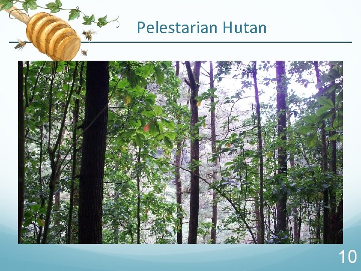 Pelestarian Hutan 10 