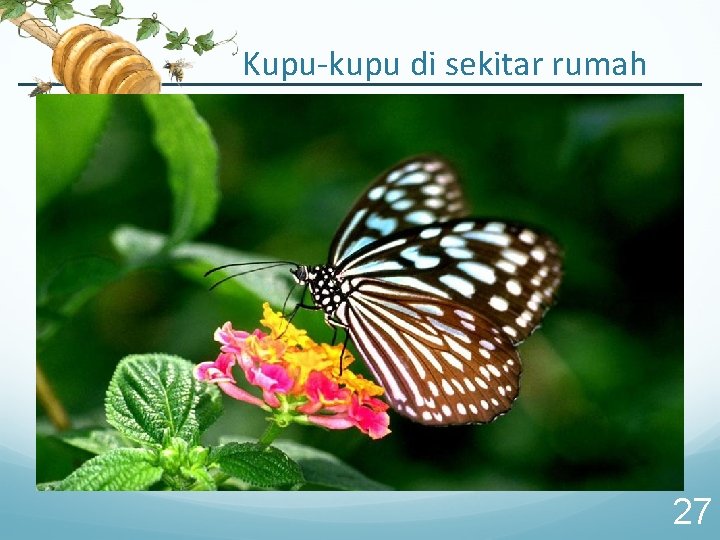 Kupu-kupu di sekitar rumah 27 