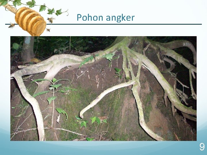 Pohon angker 9 