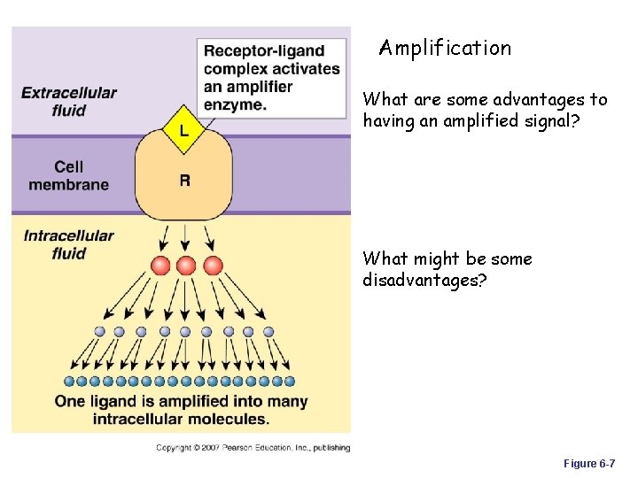 Amplification What are some advantages to having an amplified signal? What might be some