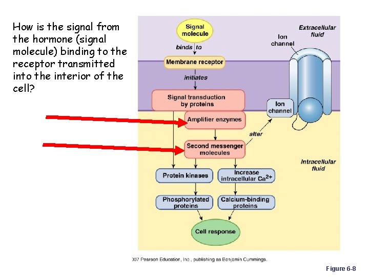How is the signal from the hormone (signal molecule) binding to the receptor transmitted