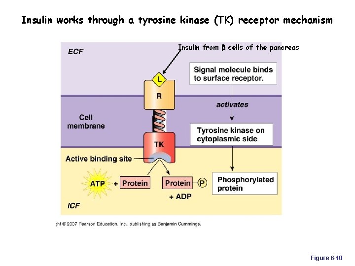 Insulin works through a tyrosine kinase (TK) receptor mechanism Insulin from b cells of