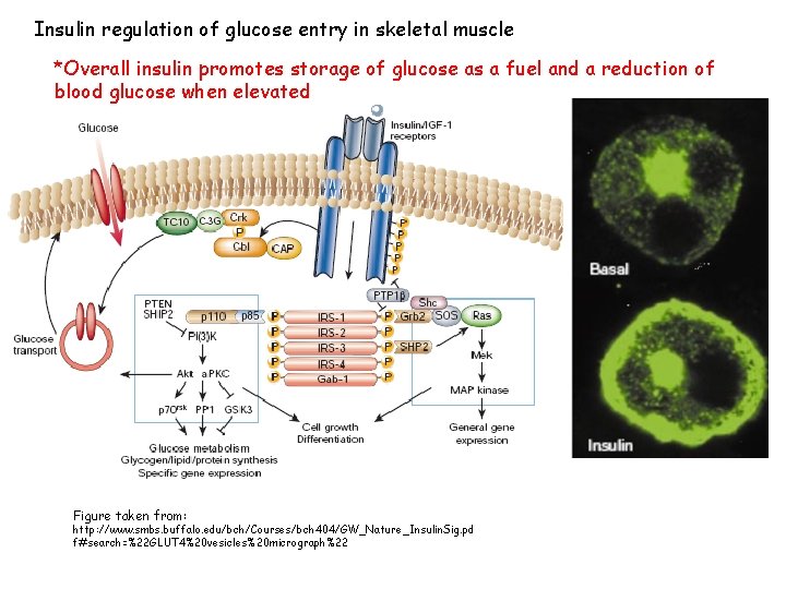 Insulin regulation of glucose entry in skeletal muscle *Overall insulin promotes storage of glucose