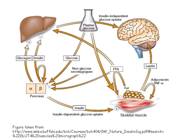 Figure taken from: http: //www. smbs. buffalo. edu/bch/Courses/bch 404/GW_Nature_Insulin. Sig. pdf#search= %22 GLUT 4%20