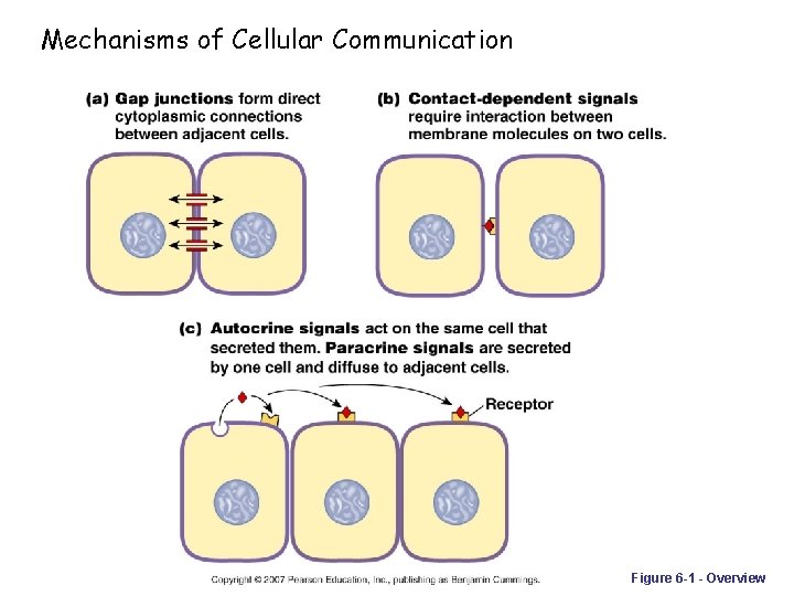 Mechanisms of Cellular Communication Figure 6 -1 - Overview 