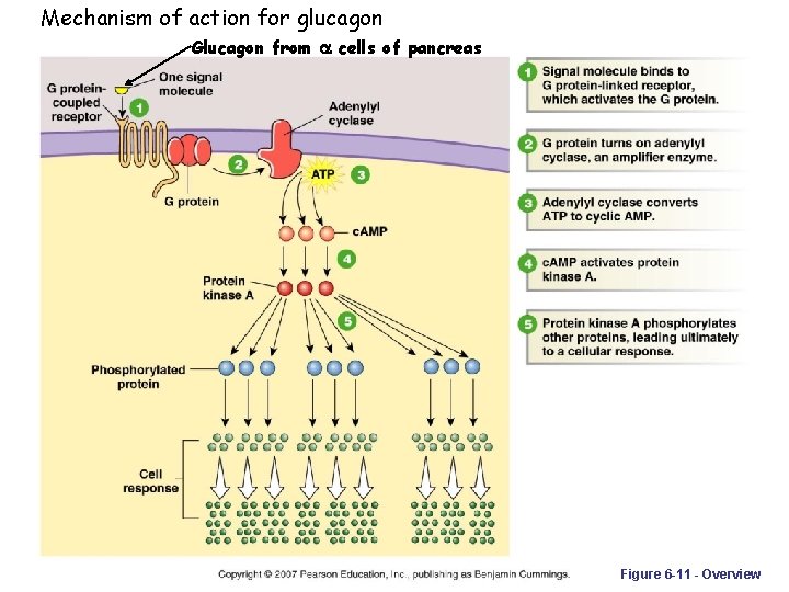 Mechanism of action for glucagon Glucagon from a cells of pancreas Figure 6 -11