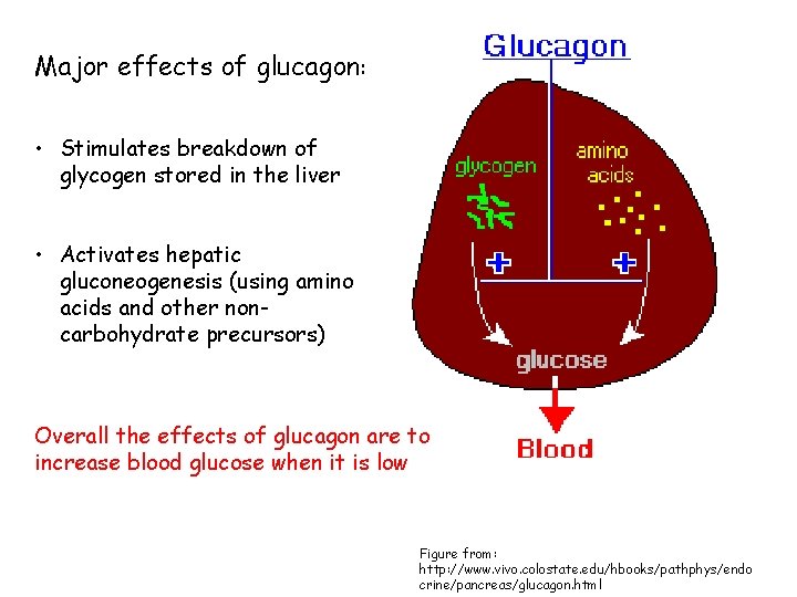 Major effects of glucagon: • Stimulates breakdown of glycogen stored in the liver •