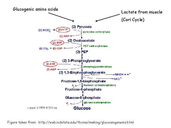 Glucogenic amino acids Lactate from muscle (Cori Cycle) Figure taken from: http: //web. indstate.