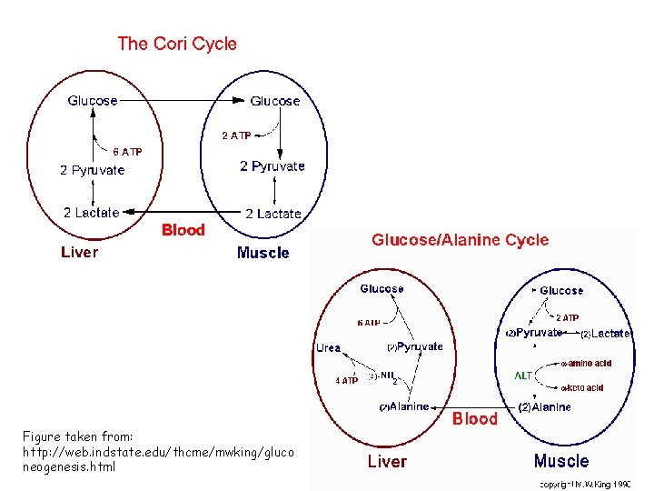 Figure taken from: http: //web. indstate. edu/thcme/mwking/gluco neogenesis. html 