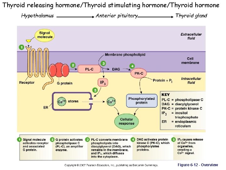 Thyroid releasing hormone/Thyroid stimulating hormone/Thyroid hormone Hypothalamus Anterior pituitary Thyroid gland Figure 6 -12