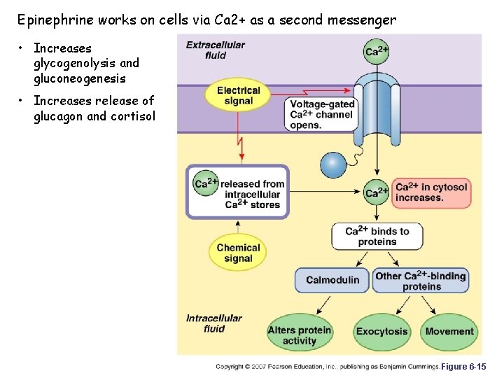 Epinephrine works on cells via Ca 2+ as a second messenger • Increases glycogenolysis