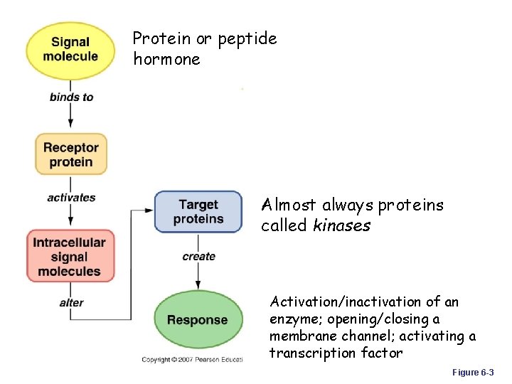 Protein or peptide hormone Almost always proteins called kinases Activation/inactivation of an enzyme; opening/closing