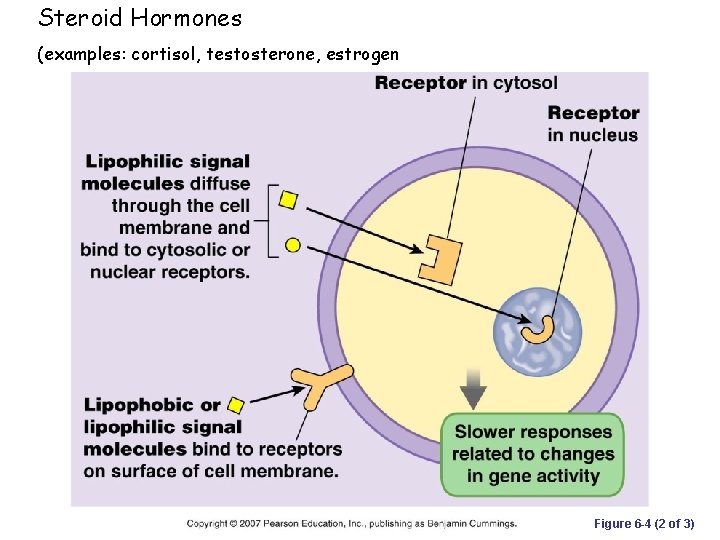 Steroid Hormones (examples: cortisol, testosterone, estrogen Figure 6 -4 (2 of 3) 