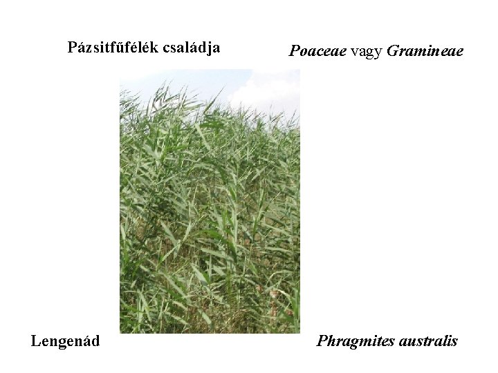 Pázsitfűfélék családja Lengenád Poaceae vagy Gramineae Phragmites australis 