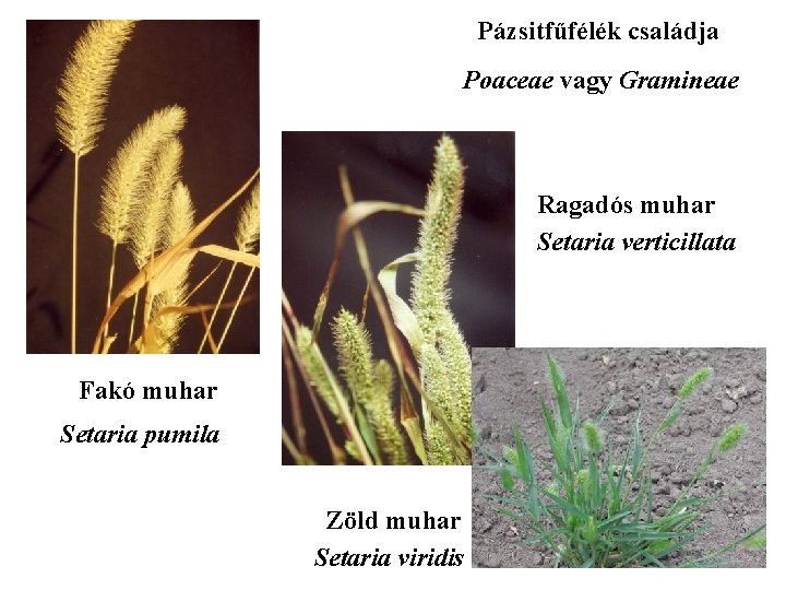 Pázsitfűfélék családja Poaceae vagy Gramineae Ragadós muhar Setaria verticillata Fakó muhar Setaria pumila Zöld