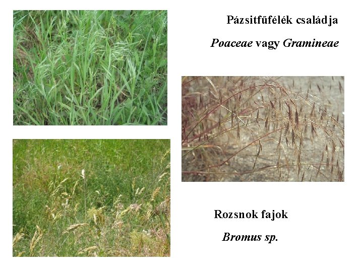 Pázsitfűfélék családja Poaceae vagy Gramineae Rozsnok fajok Bromus sp. 