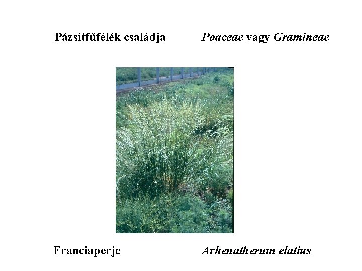 Pázsitfűfélék családja Poaceae vagy Gramineae Franciaperje Arhenatherum elatius 