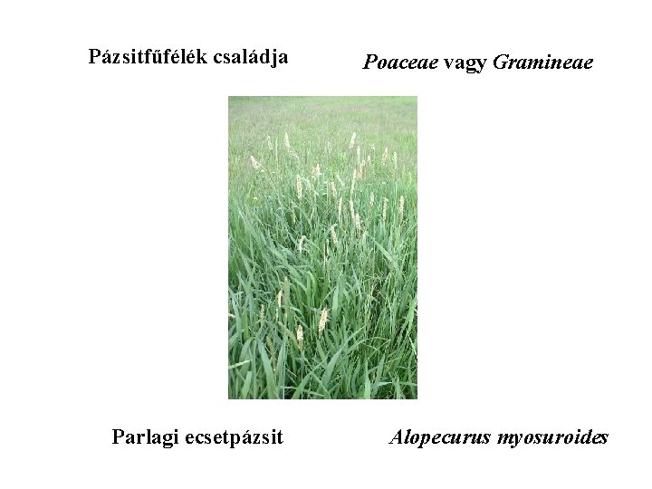 Pázsitfűfélék családja Parlagi ecsetpázsit Poaceae vagy Gramineae Alopecurus myosuroides 