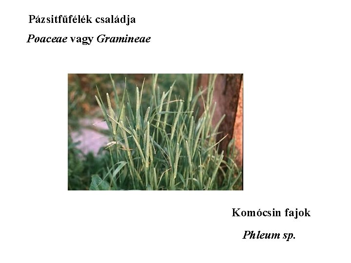 Pázsitfűfélék családja Poaceae vagy Gramineae Komócsin fajok Phleum sp. 