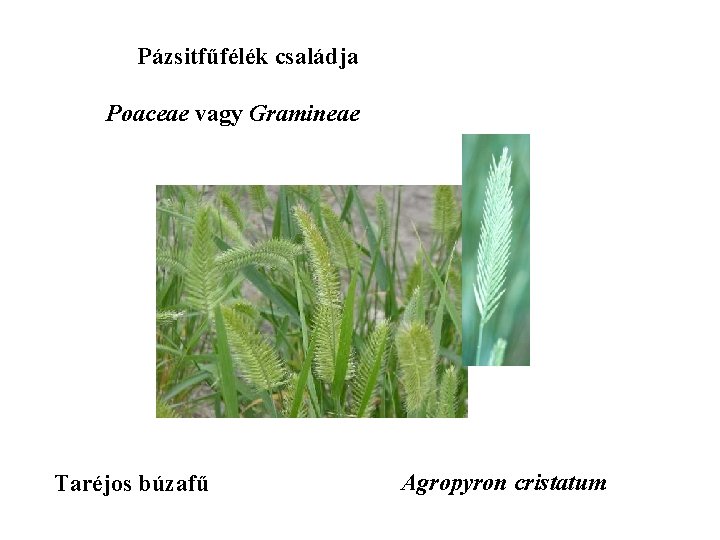 Pázsitfűfélék családja Poaceae vagy Gramineae Taréjos búzafű Agropyron cristatum 