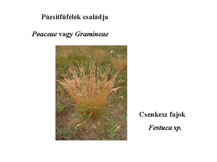 Pázsitfűfélék családja Poaceae vagy Gramineae Csenkesz fajok Festuca sp. 