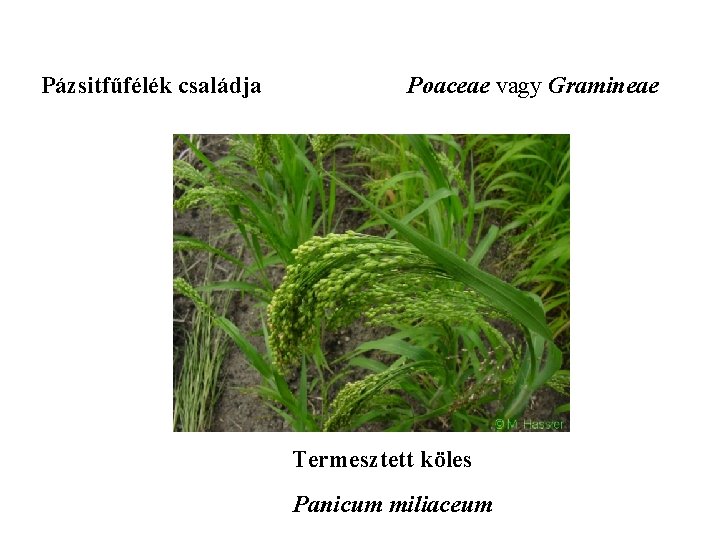 Pázsitfűfélék családja Poaceae vagy Gramineae Termesztett köles Panicum miliaceum 