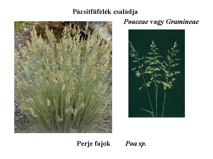 Pázsitfűfélék családja Poaceae vagy Gramineae Perje fajok Poa sp. 
