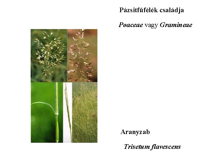 Pázsitfűfélék családja Poaceae vagy Gramineae Aranyzab Trisetum flavescens 