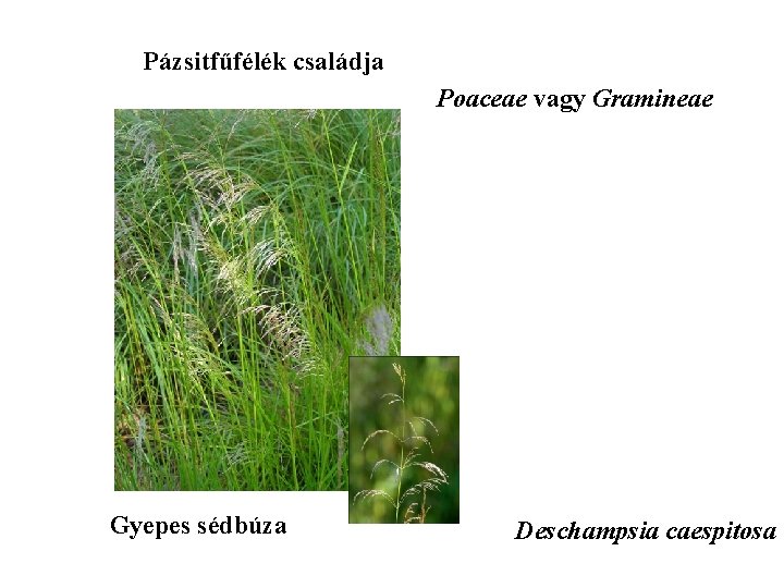 Pázsitfűfélék családja Poaceae vagy Gramineae Gyepes sédbúza Deschampsia caespitosa 