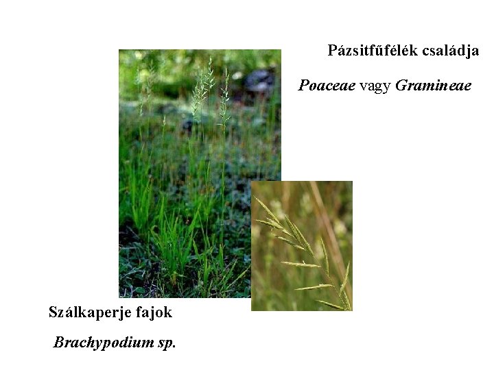 Pázsitfűfélék családja Poaceae vagy Gramineae Szálkaperje fajok Brachypodium sp. 